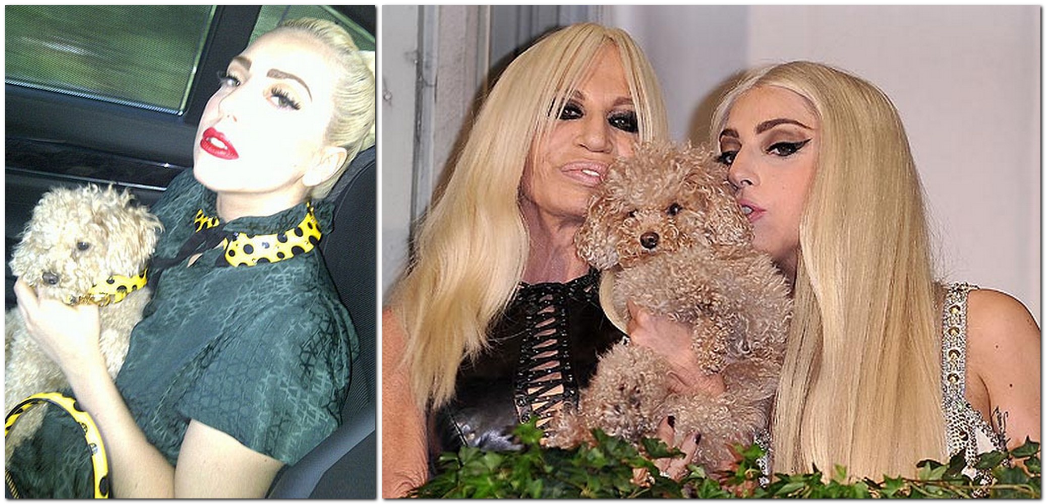 lady-ga-ga-pets