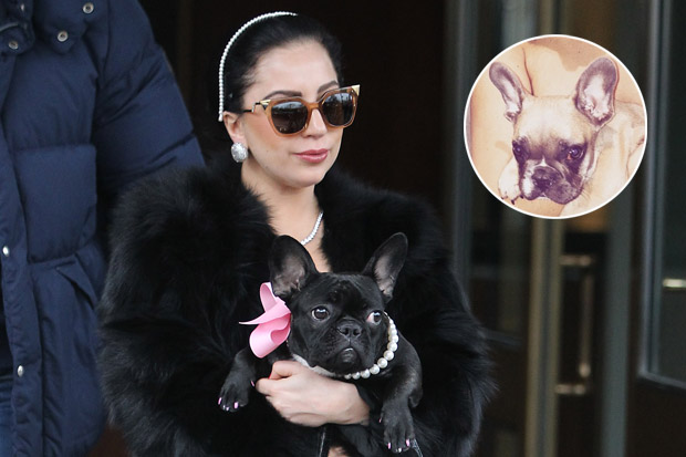 Lady Gaga pet Lady Gaga pet