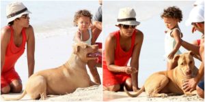 halle berry dog halle berry dog