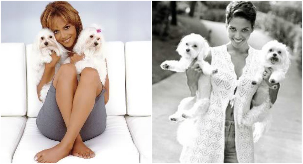 Halle Berry Dogs - Boikie halle berry pets