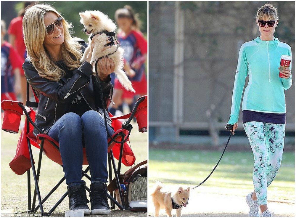 Heidi Klum Dog Simba Heidi Klum pet - Dog Simba
